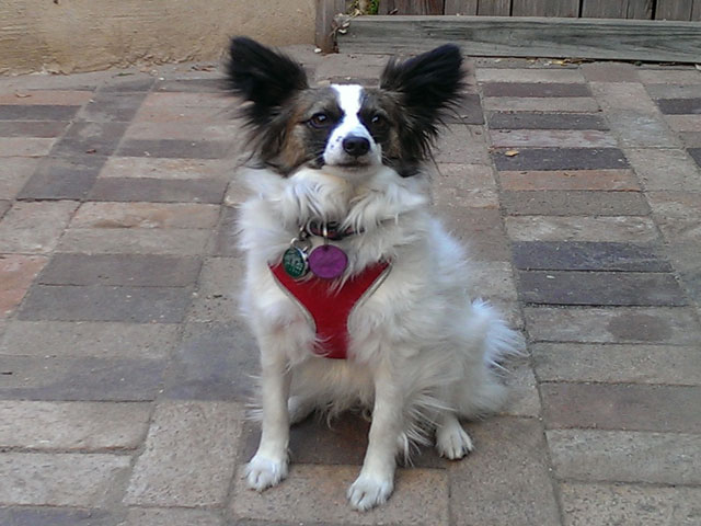 GPS unit on collar of dog